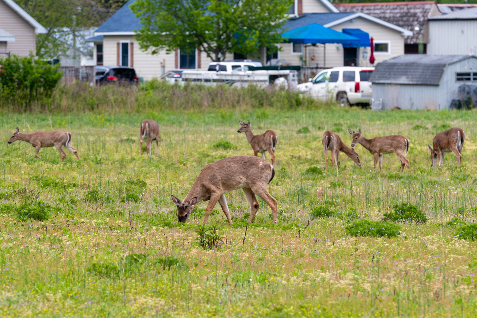 Deer fail to observe social distance in Ocean View